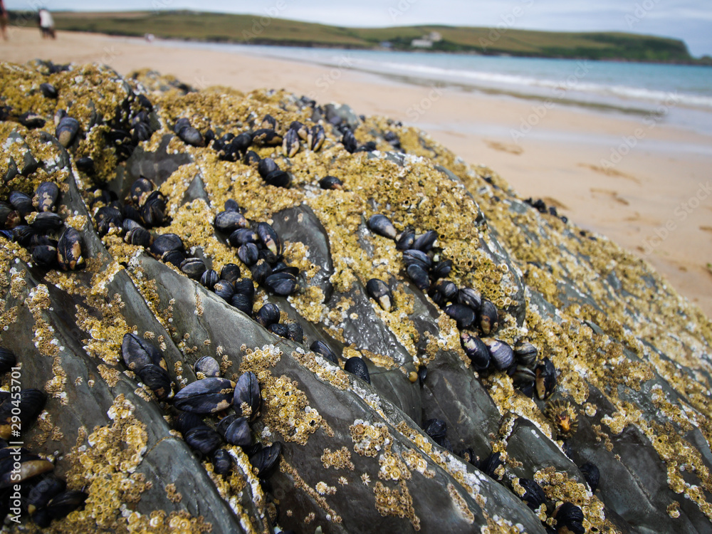 Fototapeta premium Mussels Closeup, Padstow - Cornwall