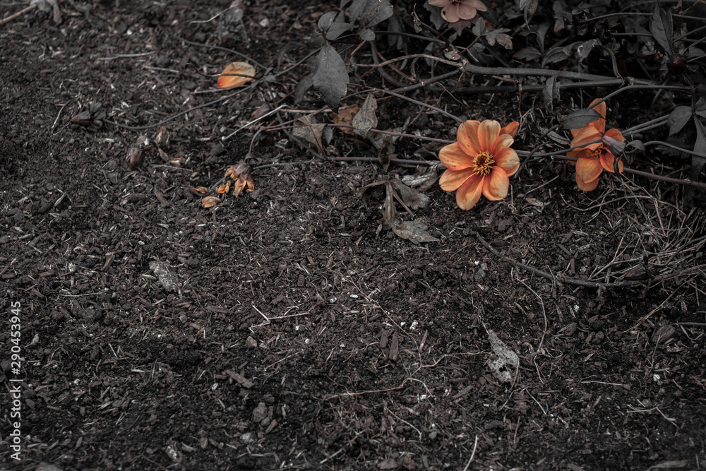 fallen died flower on cross process of orange and brown tones. fallen died flower on cross process of orange and brown tones.