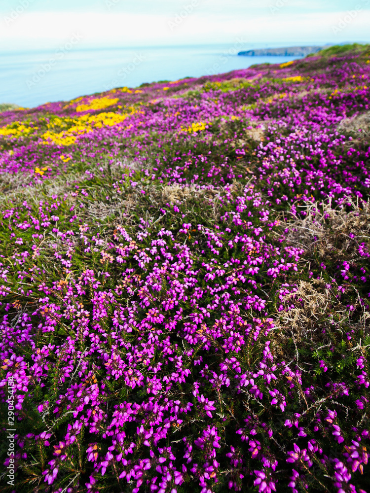 Obraz premium Purple Heather, Cliffs and Sea - Bedruthan Steps, Cornwall 