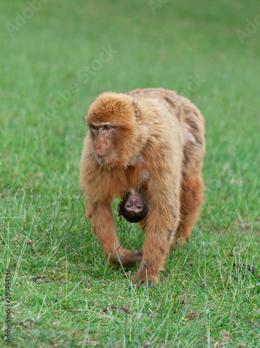 Gibraltar monkey baby sucking off her mother's tit photo