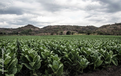 Tobacco fields in Esteli, Nicaragua photo