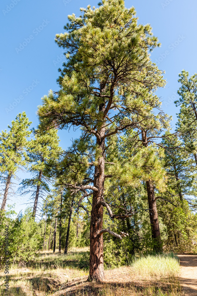 Obraz premium großer baum am oak creek in sedona