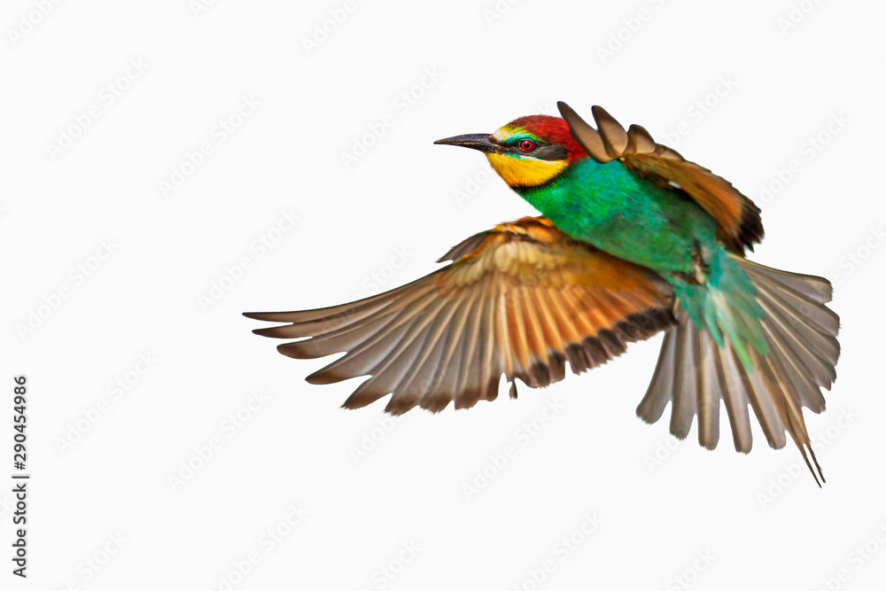 colorful bird in flight isolated on white background