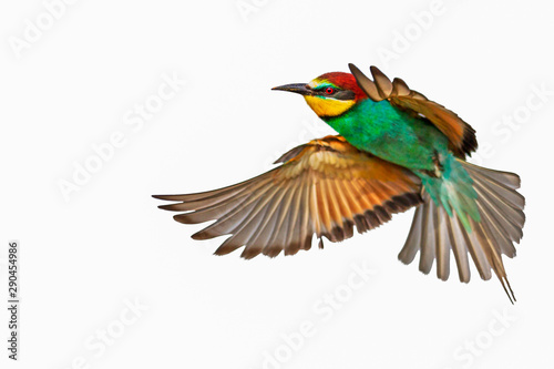 colorful bird in flight isolated on white background © drakuliren