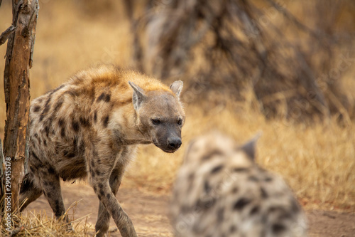 Clan of hyaena on the move
