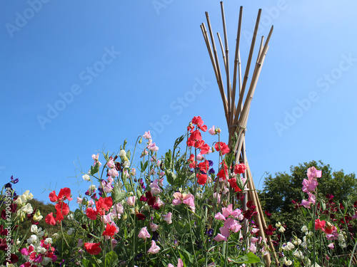 Obraz na plátně Sweet peas - 'Lathyrus Odoratus'  - Cornwall, UK
