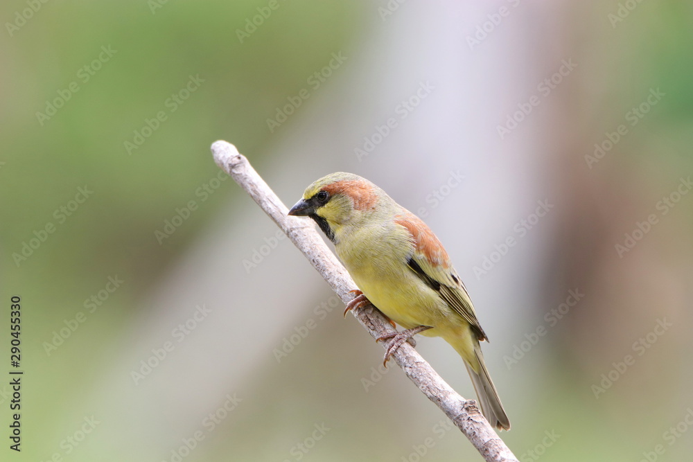 Obraz premium bird on a branch