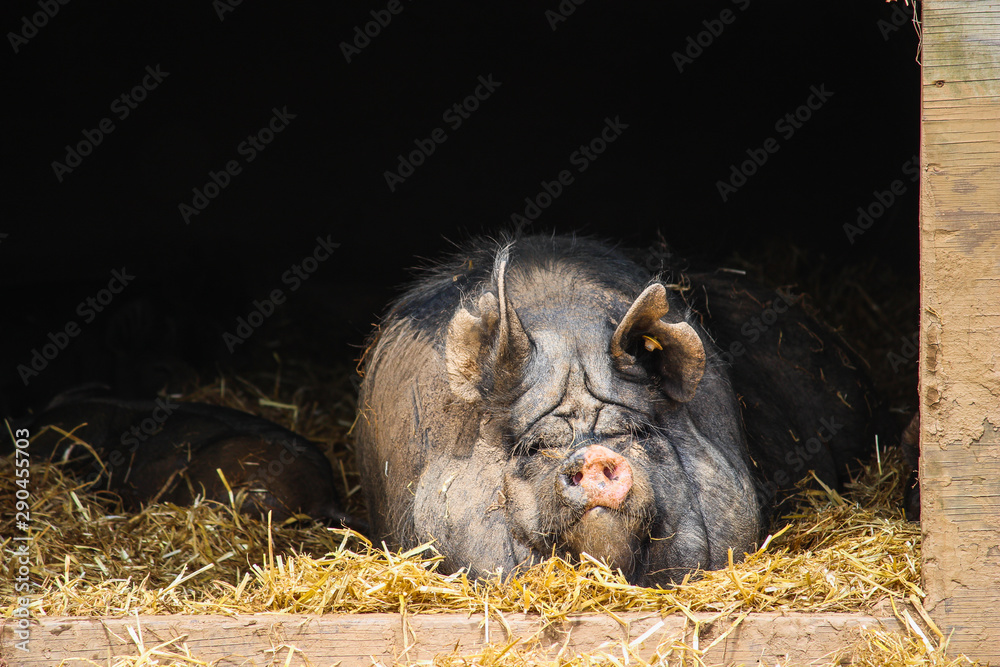 Berkshire pig breed - UK Stock Photo | Adobe Stock