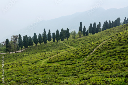 Tea estate at Temi, Sikkim, India photo