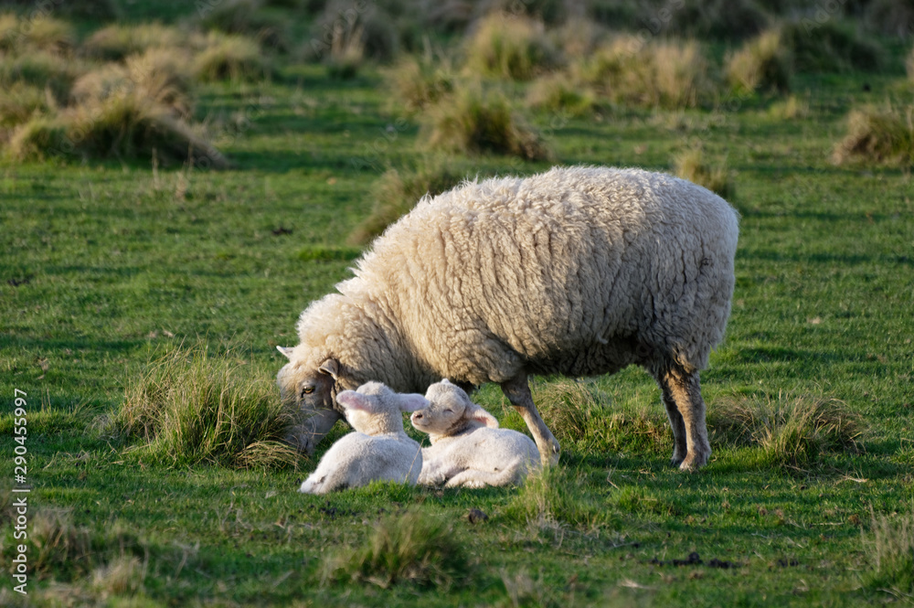 A mother sheep, a ewe stands grazing while her twin lambs lie on the grass A mother sheep, a ewe stands grazing while her twin lambs lie on the grass