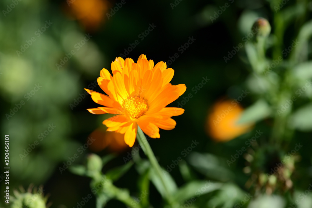Bright orange calendula flower in a summer garden on a sunny day closeup Bright orange calendula flower in a summer garden on a sunny day closeup