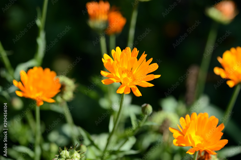 Bright orange calendula flowers in a summer garden on a sunny day closeup Bright orange calendula flowers in a summer garden on a sunny day closeup