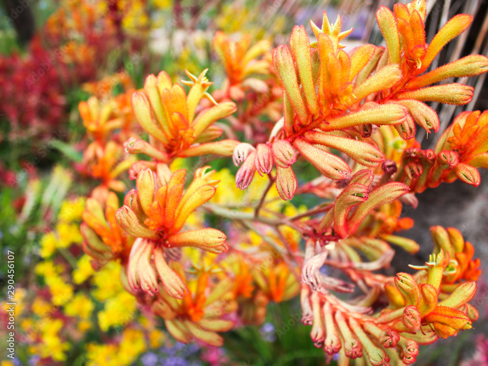 Kangaroo Paw flower - Multicolored Wildflowers of Australia stock photo Kangaroo Paw flower - Multicolored Wildflowers of Australia stock photo