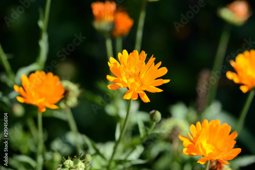 Bright orange calendula flowers in a summer garden on a sunny day closeup