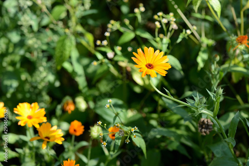 Bright orange calendula flowers in a summer garden on a sunny day closeup © Talulla