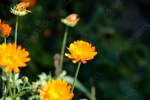 Bright orange calendula flowers in a summer garden on a sunny day closeup