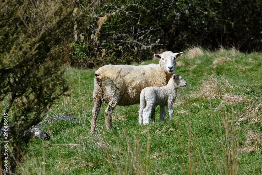 Fototapeta premium A ewe and her lambs stand together in a grassy field