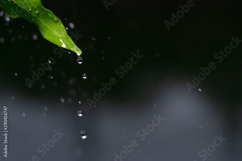 Close up drop of rain falling from green leaf with splashing water drops on dark background. Ecology concept.