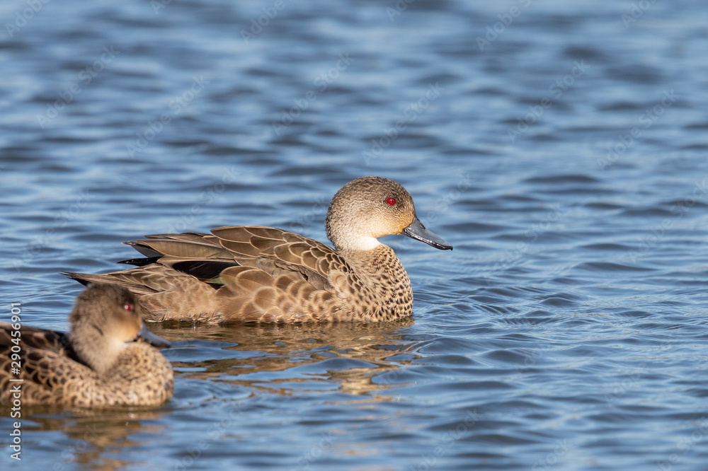 Fototapeta premium Grey Teal in Australasia