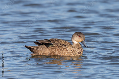 Grey Teal in Australasia photo