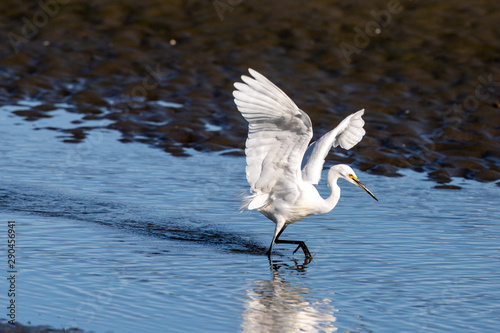 Little Egret in Australasia