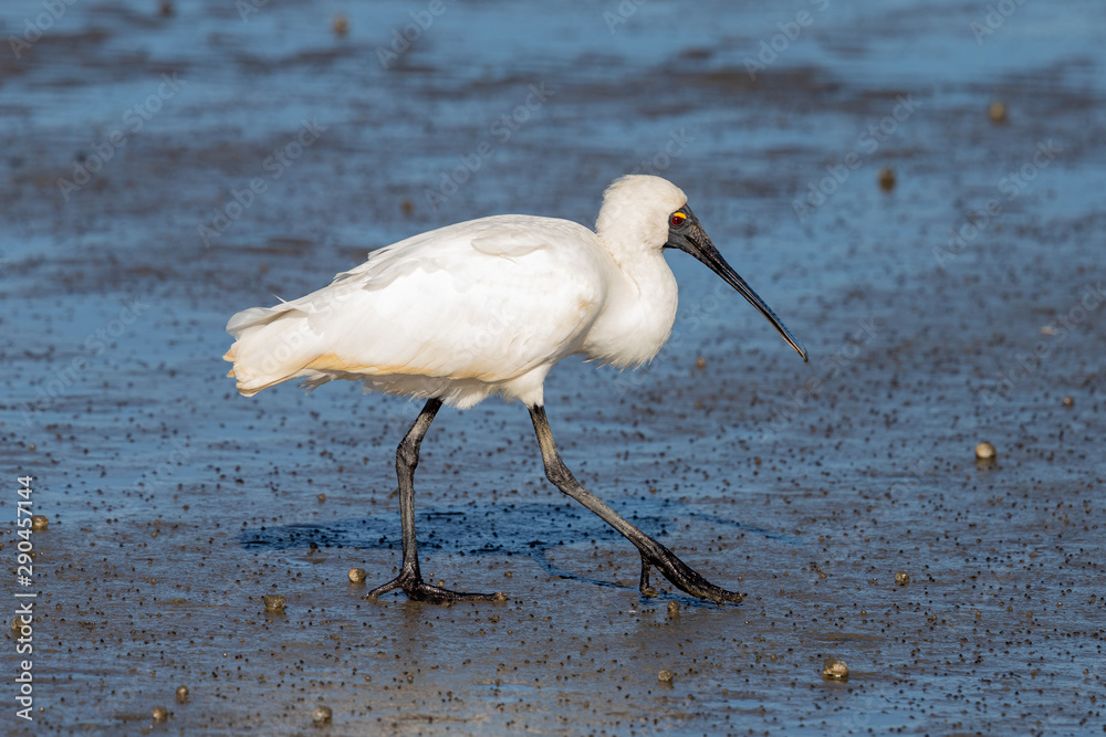 Royal Spoonbill in Australasia Royal Spoonbill in Australasia