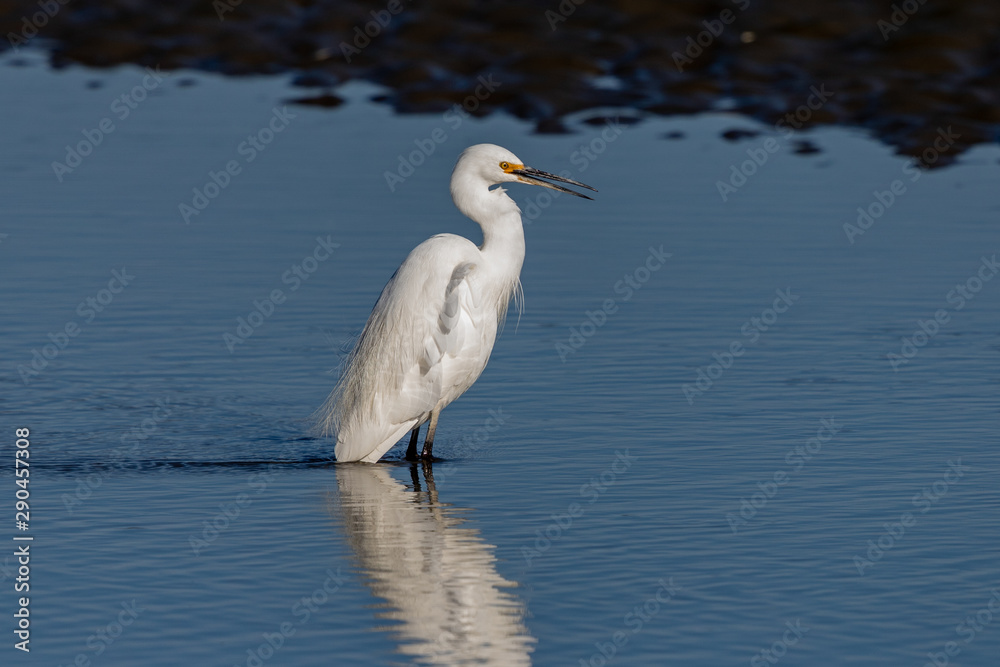 Little Egret in Australasia Little Egret in Australasia