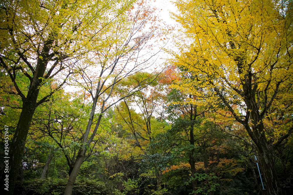 The colorful yellow ginko leaves branch tree., Golden leaves of gingko trees