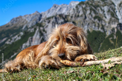 cocker spaniel welpe