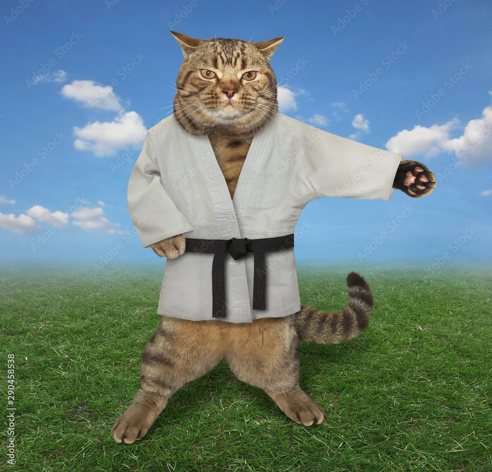 The cat karate fighter in a kimono with a black belt and headband is making  exercise on the meadow. Stock Photo | Adobe Stock