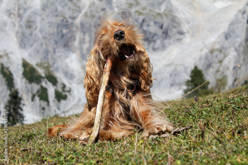 cocker spaniel