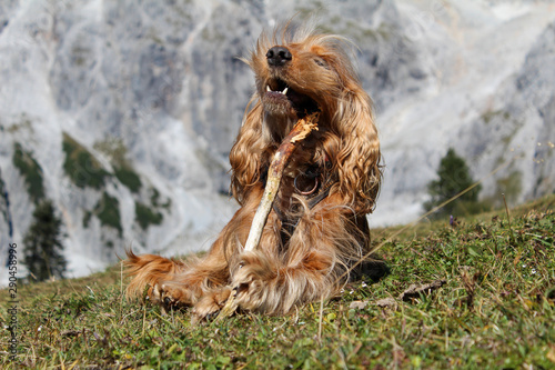 wandern mit hund