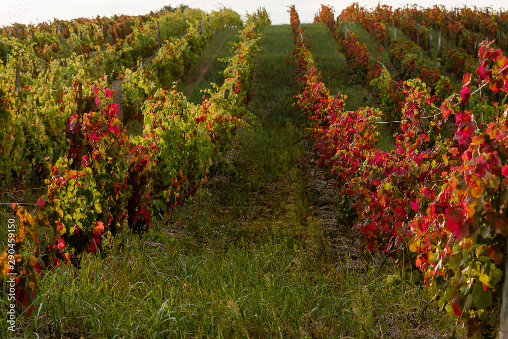 Beautiful vineyard with colorful leaves and ripe grapes on a hillside.