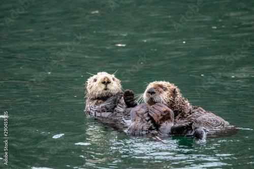 Otter Friendship © Vinh