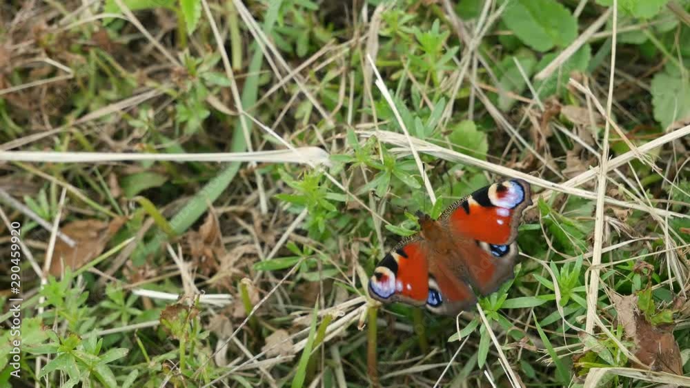 The butterfly a peacock eye sits on a grass in the wood. The butterfly a peacock eye sits on a grass in the wood.