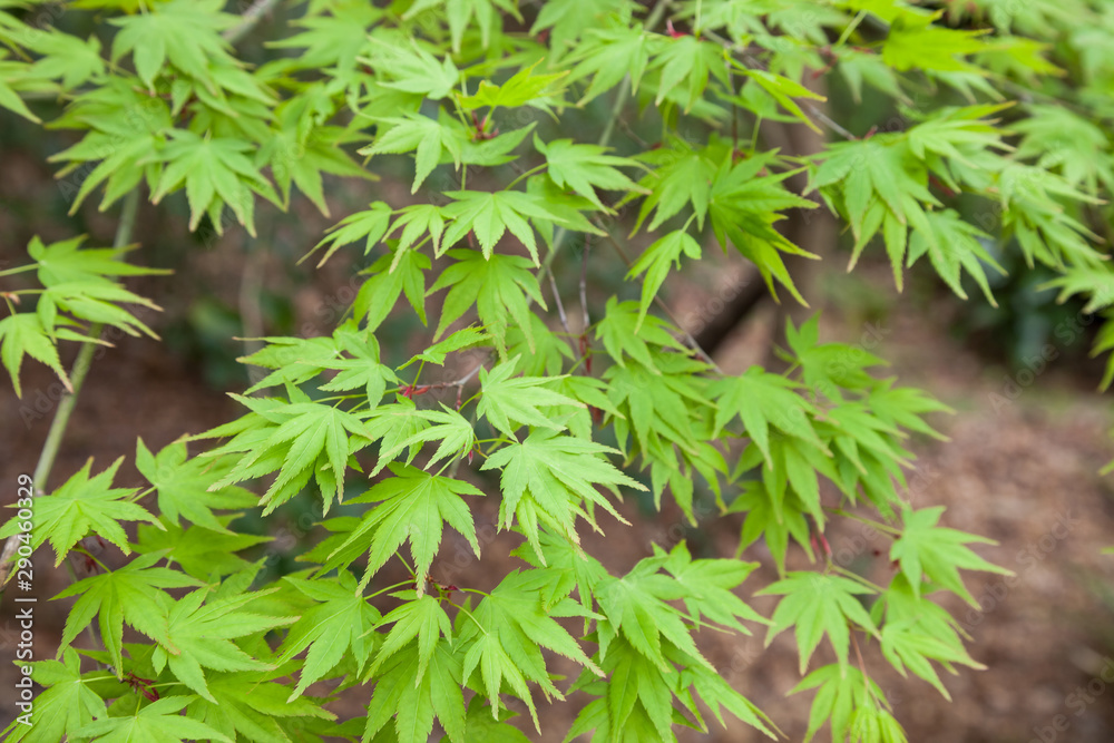 Green maple leaf., three maple leaves have changed color in fall. Green maple leaf., three maple leaves have changed color in fall.