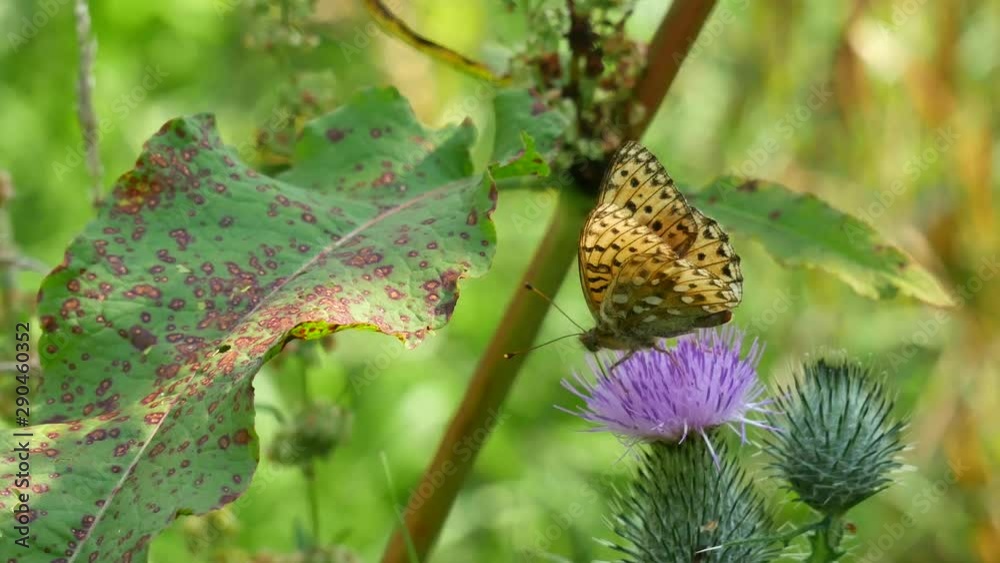 The butterfly eats nectar on a violet flower.. The butterfly eats nectar on a violet flower..