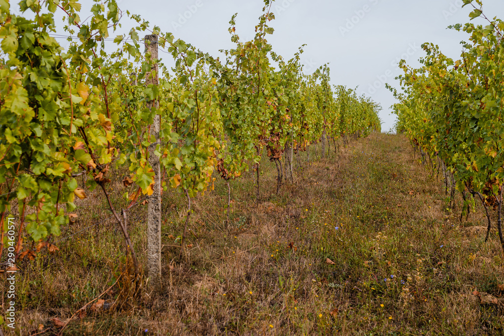 Fototapeta premium Vineyard on a hillside in September.