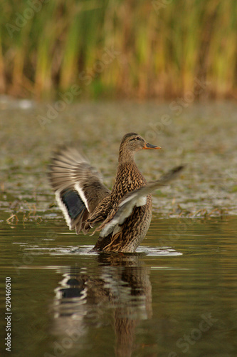 photograph of a duck on a pond