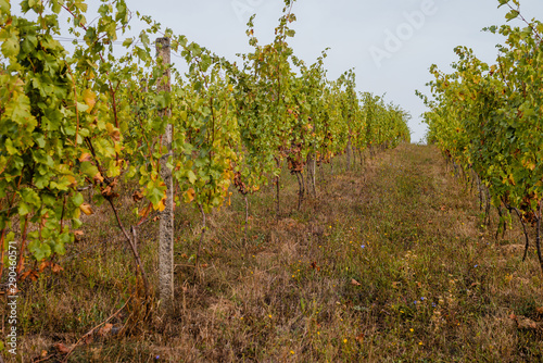 Vineyard on a hillside in September.