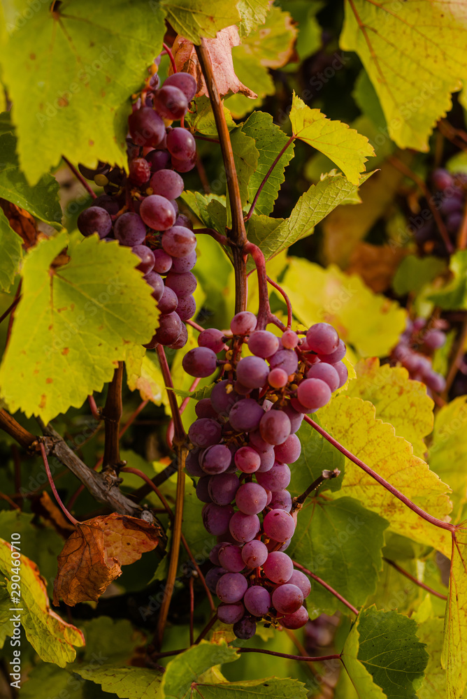 Ripe grape berries in the autumn foliage of a vineyard.