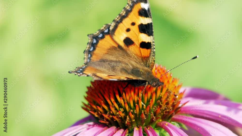 Small tortoiseshell butterfly sits on purple cone flower eating pollen and pollinating it. Small tortoiseshell butterfly sits on purple cone flower eating pollen and pollinating it.