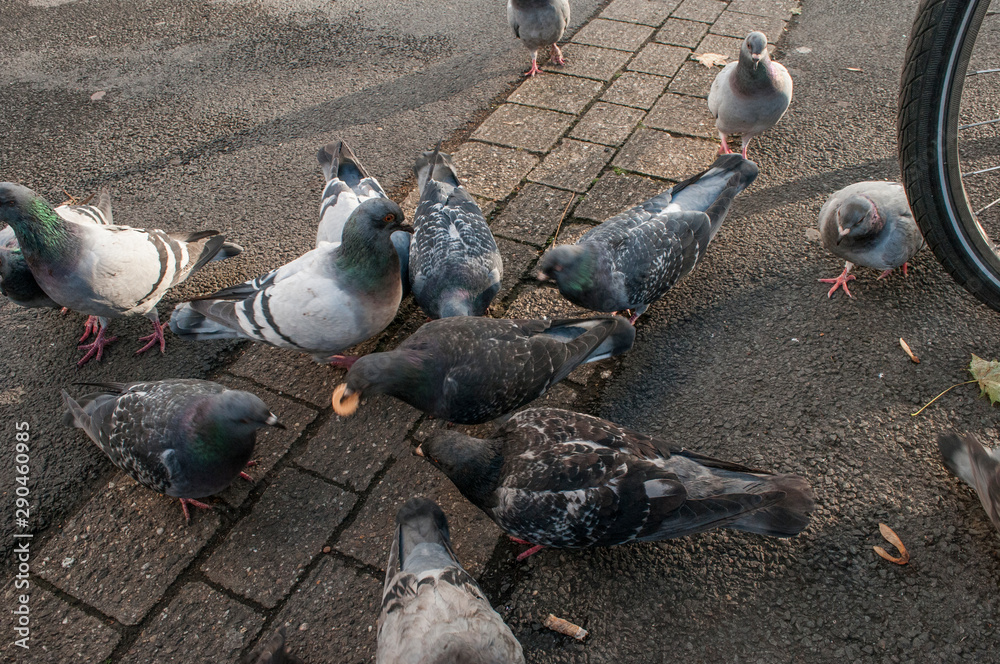 Fototapeta premium pigeons on the street