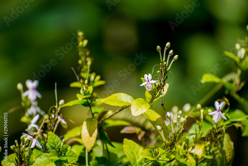 Jasmine flower in the wild