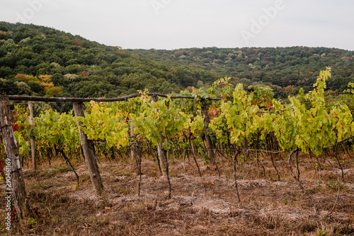 Old vineyard in the autumn in the mountains.