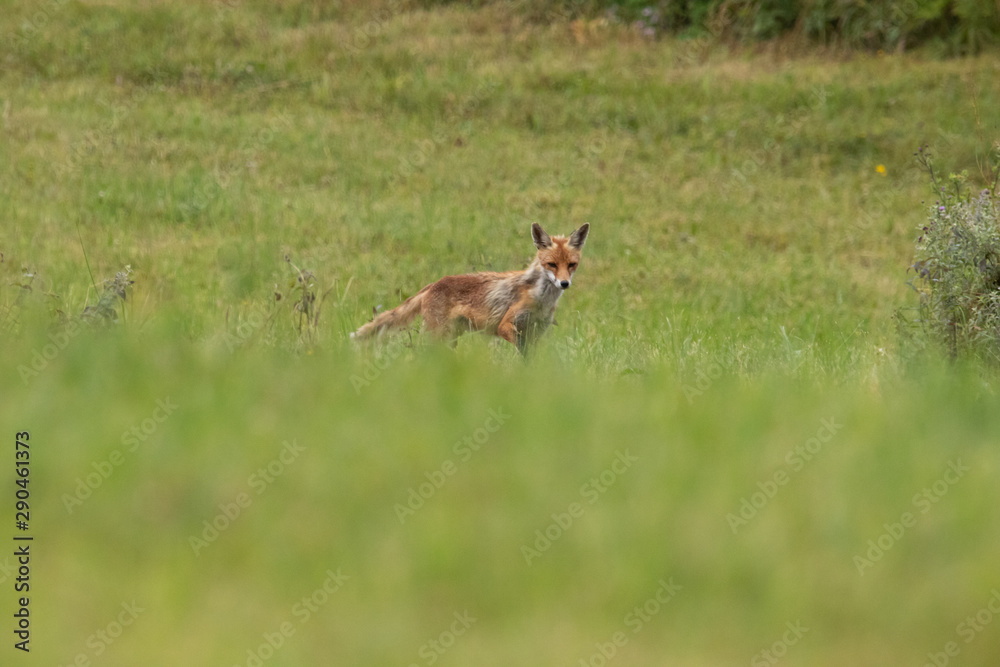 Naklejka premium Little Fox in the grass