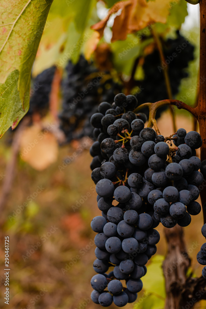 Fototapeta premium Red wine grapes on the vine in the vineyard. Close-up.