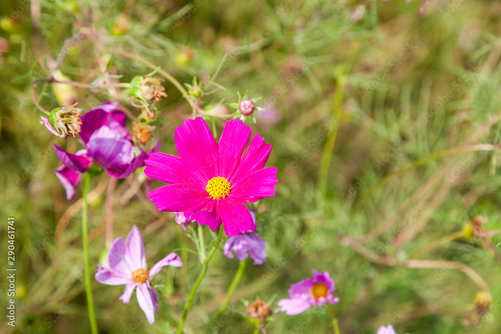 Beautiful spring Cosmos flower background., Cosmos flower. Beautiful spring Cosmos flower background., Cosmos flower.