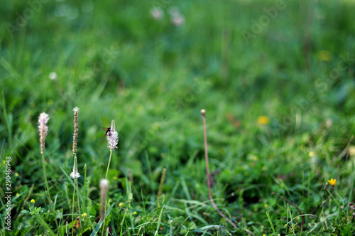 wild flower in grass