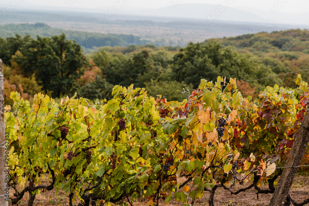 Old vineyard with ripe grapes on a slope in the mountains in autumn.